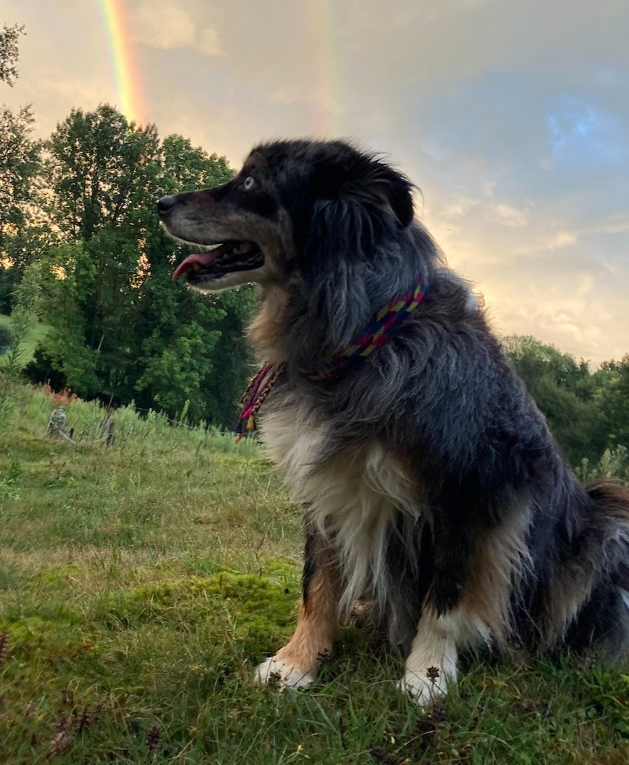 Chien de compagnie