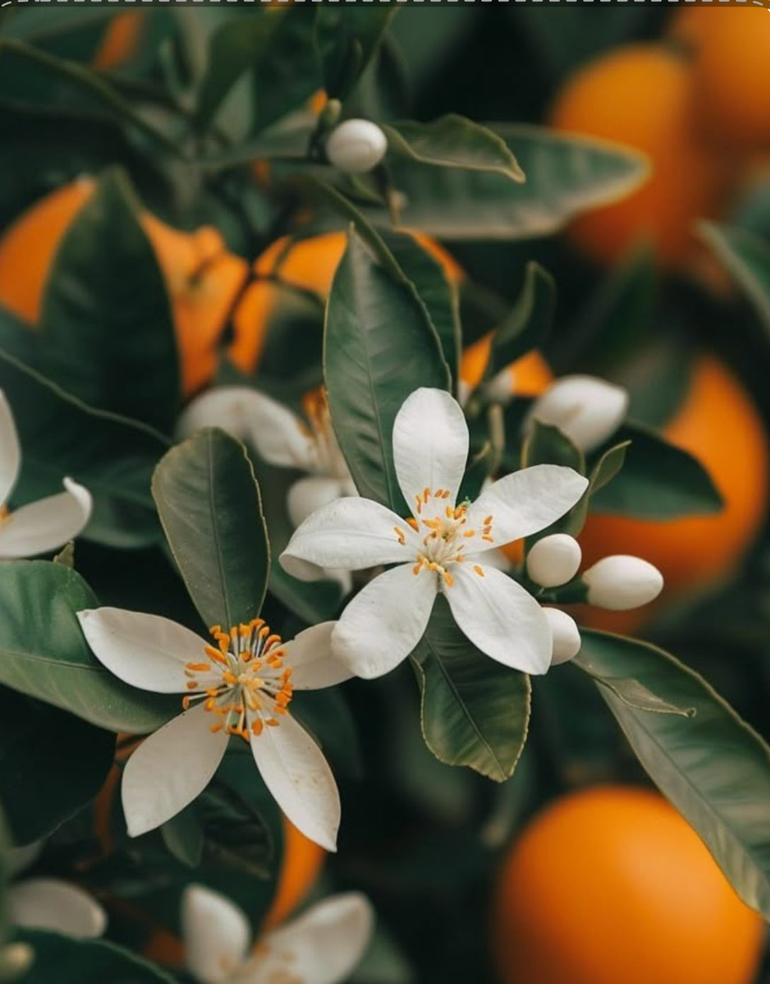 Neroli Botanica par Anne flipo pour Essential Parfums
