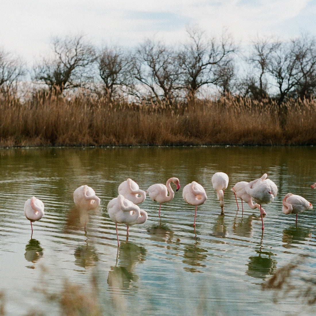A week abroad : Arles & Camargue
